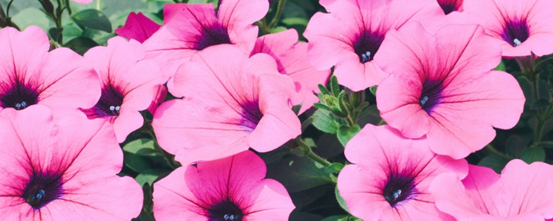 牵牛花用什么土养好（牵牛花适合什么土）