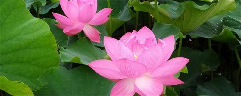 莲花用什么土养好 莲花适合什么土壤