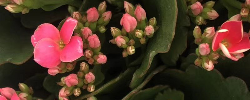 长寿花用什么土养好 长寿花用什么土养最好