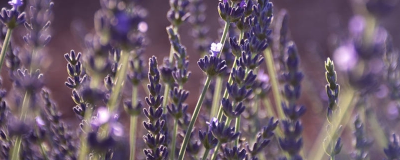 薰衣草用什么土养好 薰衣草要用什么土