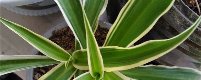 吊兰用什么土养好 吊兰用什么土养最好