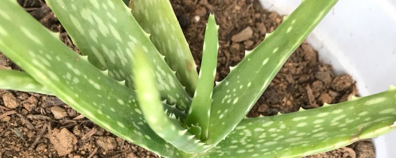 芦荟用什么土养好（芦荟用啥土栽培好）