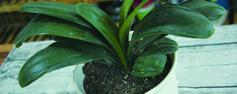 君子兰用什么土养好(君子兰用什么土养殖最好)