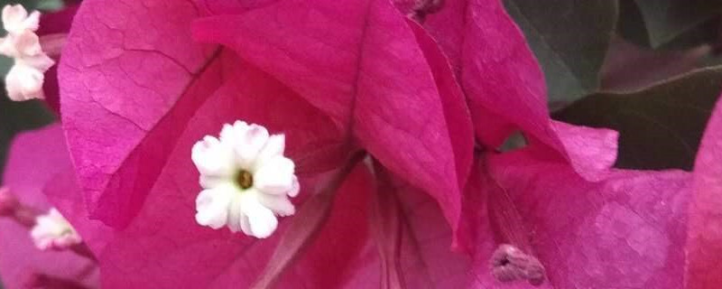 三角梅用什么土养好 三角梅怎么养得好用什么土