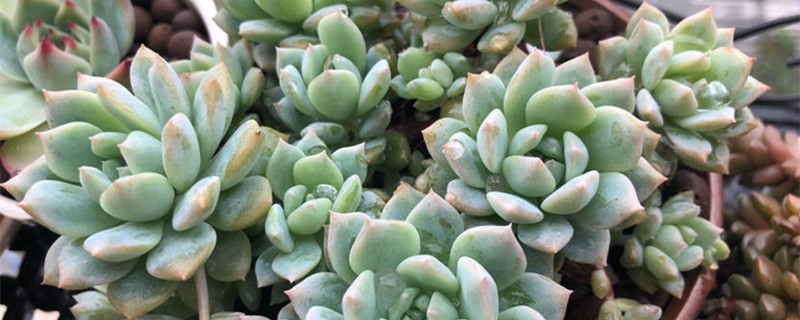 多肉用什么土养好 晚霞多肉用什么土养好