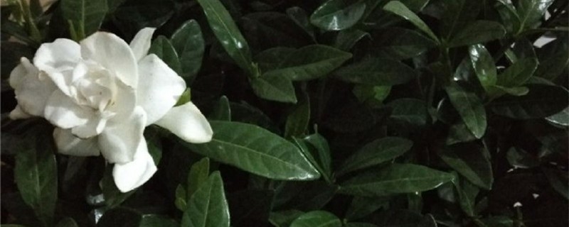 栀子花用什么土养好（栀子花用什么土养好盆栽）