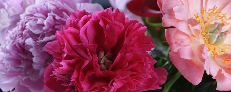 牡丹用什么土养好（牡丹要用什么土）