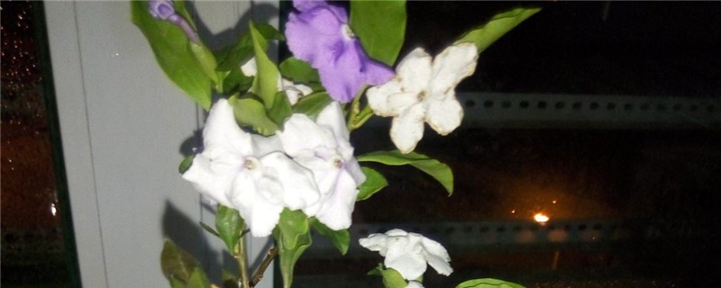 茉莉花用什么土养好(茉莉花用什么土养好?)