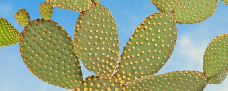 仙人掌用什么土养好 盆栽仙人掌用什么土好