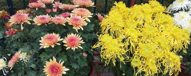 菊花用什么土养好（菊花用营养土栽好不好）