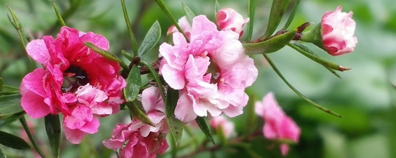 梅花用什么土养好 梅花用什么土养最好