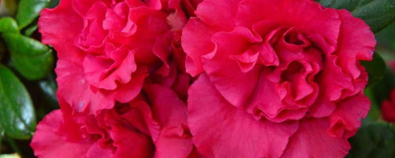 杜鹃用什么土养好（杜鹃栽培用什么土）