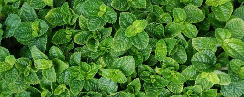 薄荷用什么土养好 盆栽薄荷用什么土好