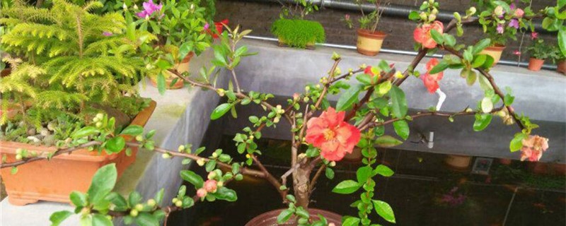 海棠用什么土养好 海棠用什么土怎样养护