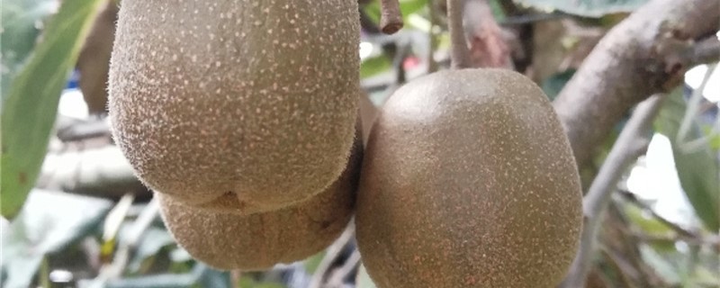 弥猴桃放多长时间才熟（弥猴桃保存时间多长）