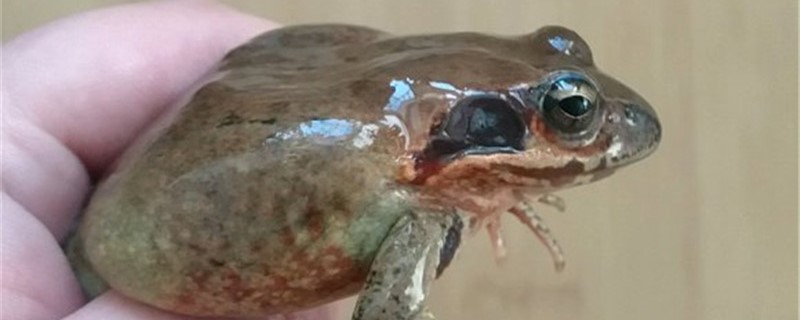 怎么防治林蛙病害 青蛙病虫害防治疗