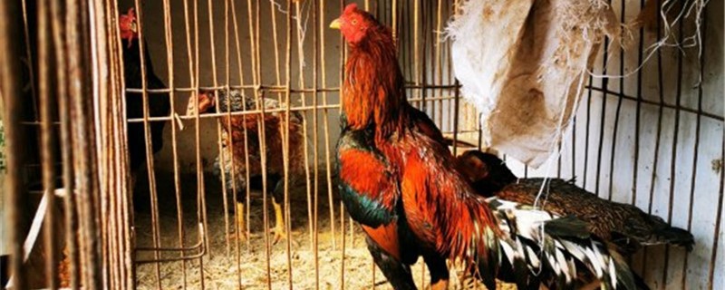 斗鸡喂养秘诀 斗鸡养殖技术和训练方法