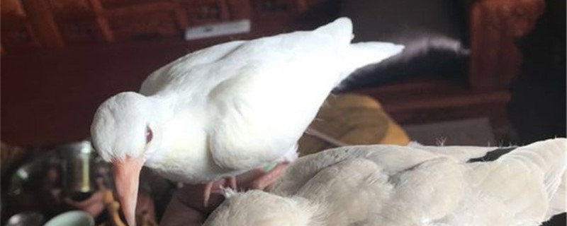 斑鸠冬天多少度会冻死（斑鸠冬天会不会冻死）