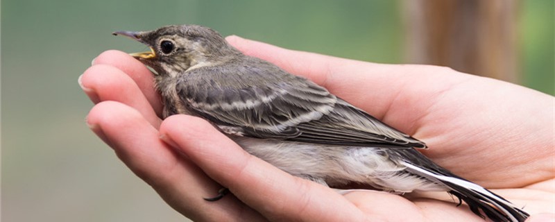 树鹨鸟的饲养方法（树鹩鸟怎么饲养管理）