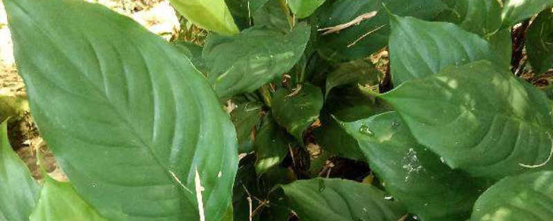 广东万年青种植方法和时间 广东万年青种植方法和时间