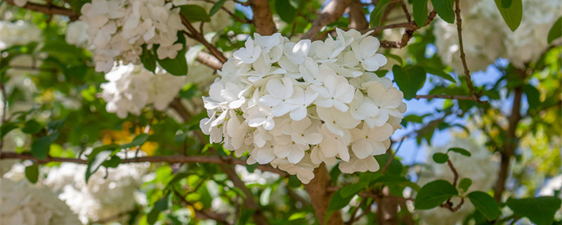 绣球花浇水过多症状(绣球花要经常浇水吗)