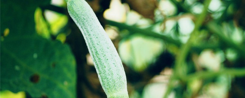 种植丝瓜用什么底肥 种植丝瓜用什么底肥