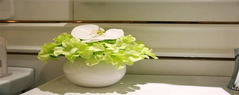 君子兰移植栽培方法（君子兰的移植种植方法）