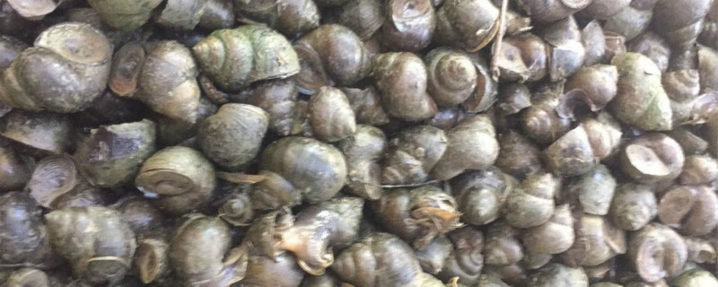 田螺养殖饲料配方 田螺人工养殖喂什么饲料