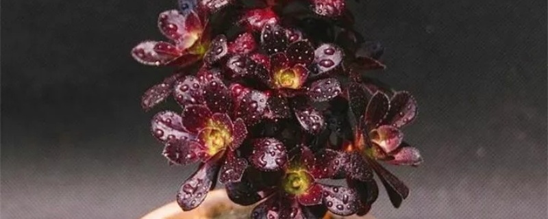 法师施肥用复合肥行吗 法师能用复合肥吗?