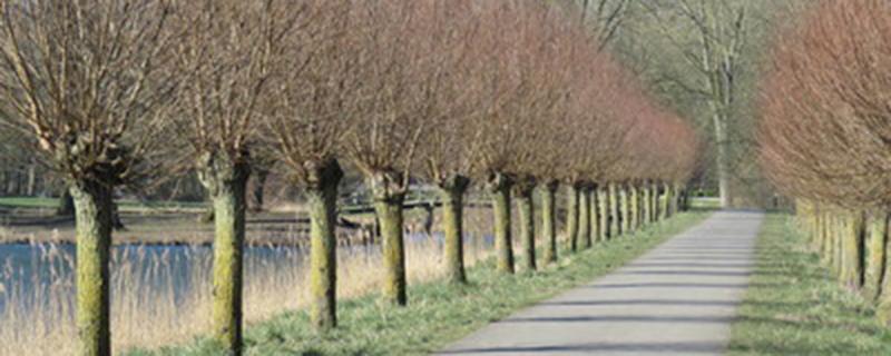 怎样栽树苗容易成活 移栽树苗怎样成活率高