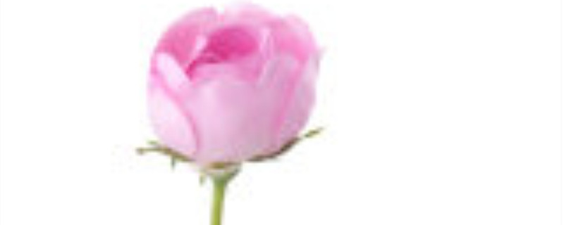 伊芙月季种植注意事项（伊芙月季栽培）