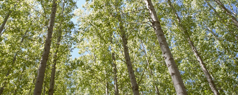 杨树苗怎么栽成活率高(杨树怎样栽成活率才高)