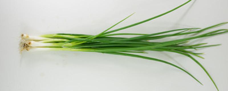 大葱根可以种植吗