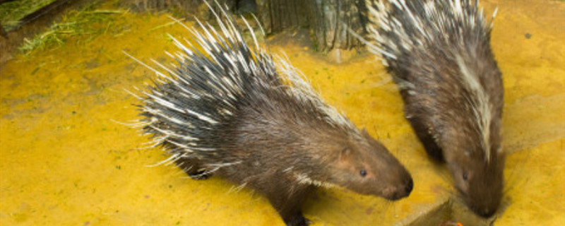 豪猪吃什么食物（豪猪的食物有哪些）