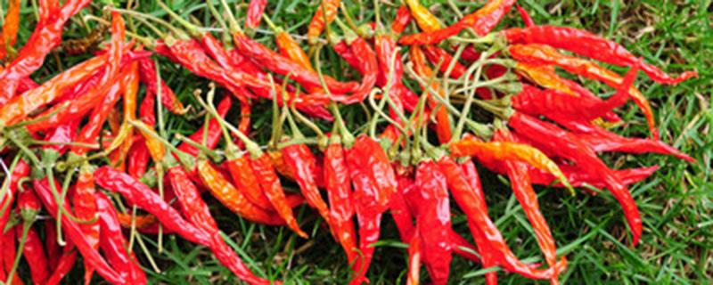 辣椒栽后多久可以上肥