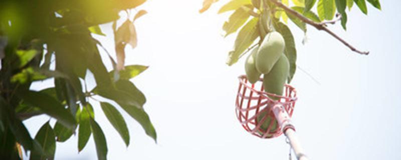 果树打药后几小时下雨没有影响 果树打农药后几小时下雨不影响药效