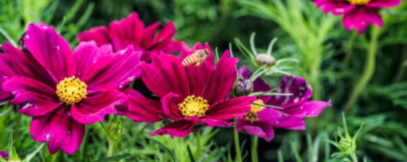 给花喷完药多久没毒性（给花喷完药后注意事项）