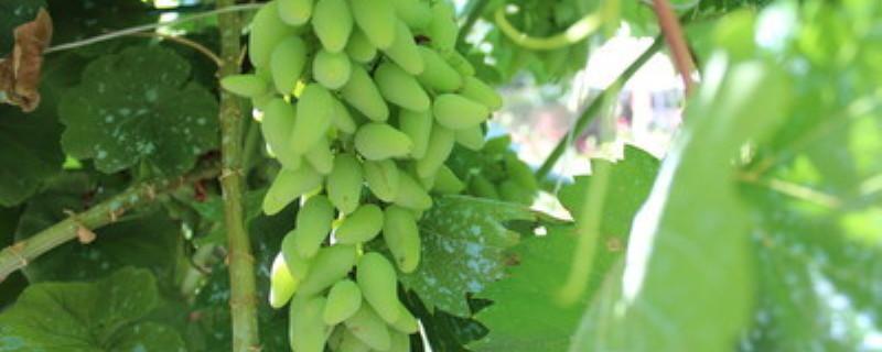 买的葡萄苗种多久才开始发芽（买回来的葡萄苗几天发芽）