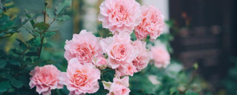 地栽月季如何使用复合肥（盆栽月季可以用复合肥吗）