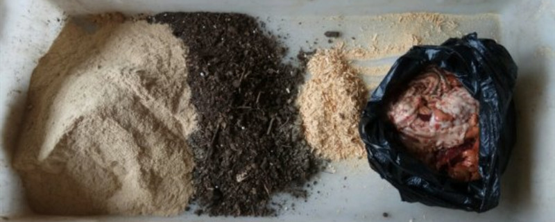 不臭快速沤鱼肠肥方法 鱼肠子沤肥怎么去臭味