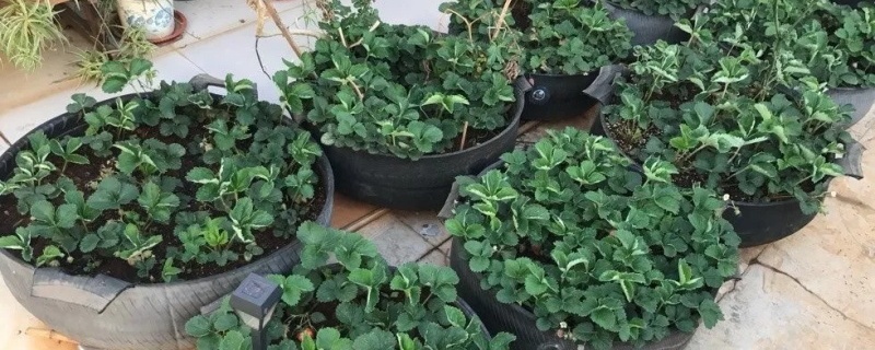 草莓的走茎苗能用几代