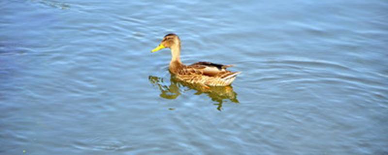 鸭子直接喂大米可以吗（鸭子直接喂生大米可以吗）