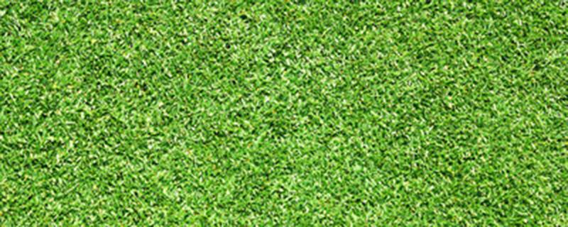 草坪种子如何播种 草坪种子怎样播种