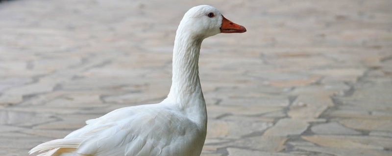 鹅晚上停料可以吗 小鹅多久晚上不用吃料