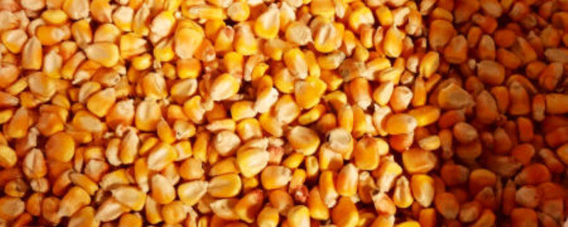 磷化铝熏的粮食能吃吗 磷化铝熏的粮食能吃吗