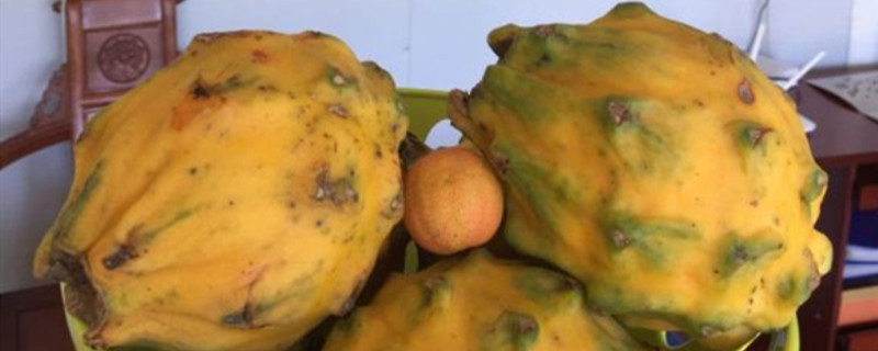 燕窝果种植几年挂果（燕窝果的种植技术）