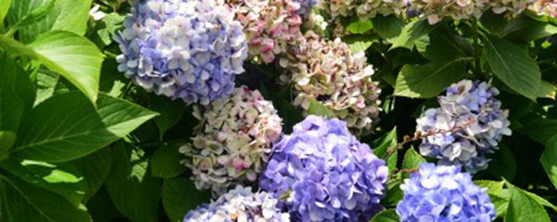 花腐病什么原因引起的(花腐病是不是灰霉病)