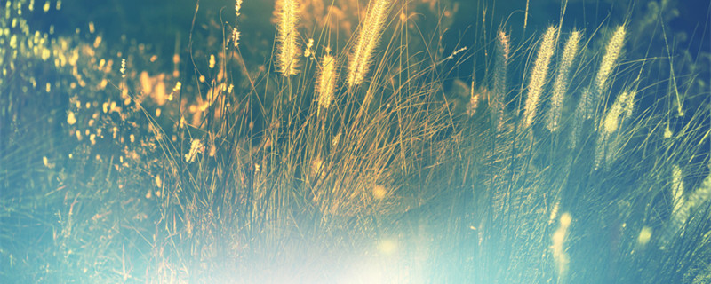 蓝羊茅养殖方法和注意事项(蓝羊茅什么时候变蓝)