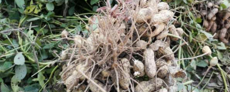 花生出苗后什么时候打除草剂 花生出苗后用什么除草剂除草