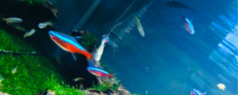 斗鱼苗孵化第几天开口（斗鱼苗孵化第几天开口视频）